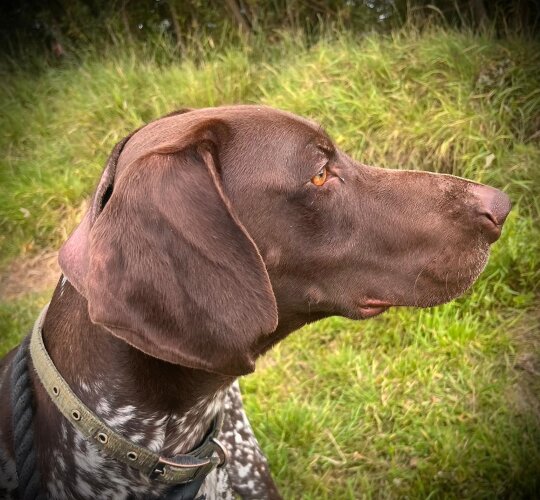 German Pointer