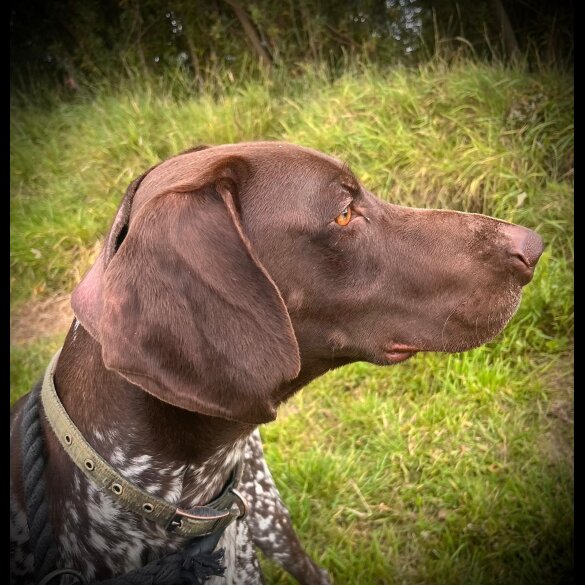 German Pointer