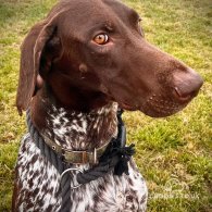 German Pointer