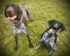 German Pointer