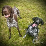 German Pointer