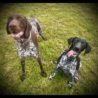 German Pointer