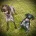 German Pointer