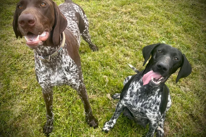 German Pointer