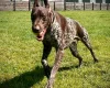 German Pointer