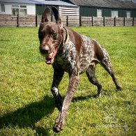 German Pointer