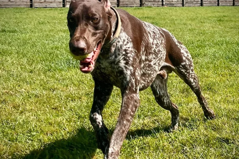 German Pointer