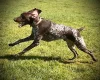 German Pointer
