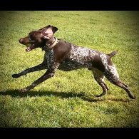 German Pointer