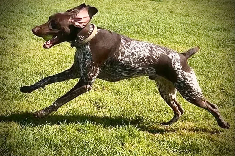 German Pointer