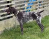 German Pointer