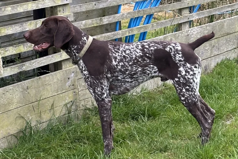 German Pointer