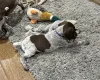German Pointer