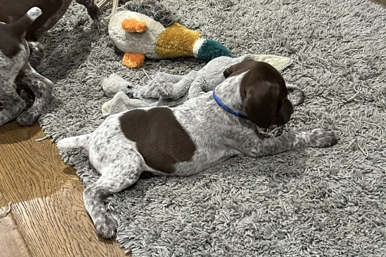 German Pointer