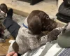 German Pointer