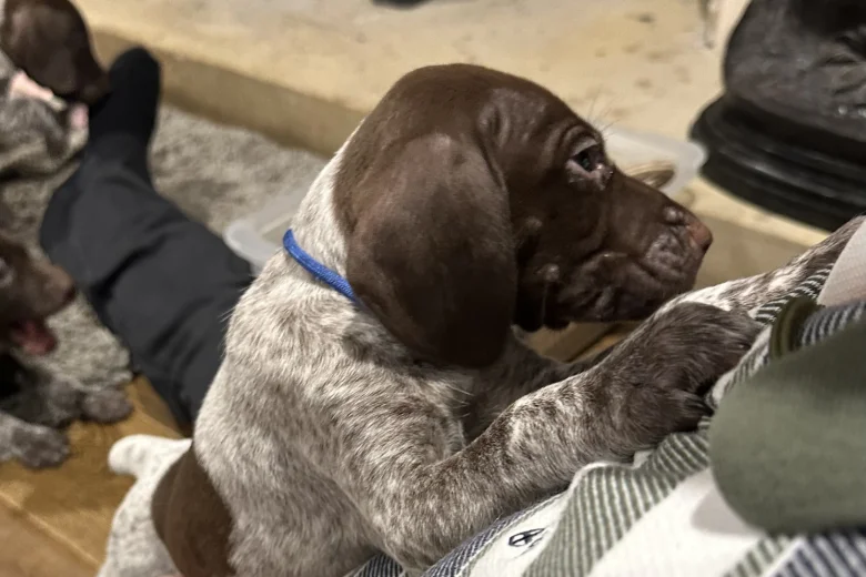 German Pointer