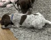 German Pointer
