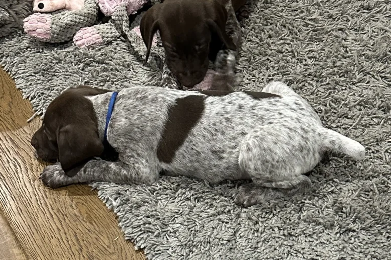 German Pointer