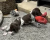 German Pointer