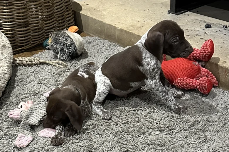 German Pointer