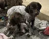 German Pointer