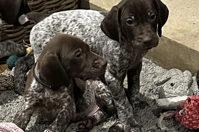 German Pointer