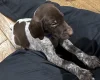 German Pointer
