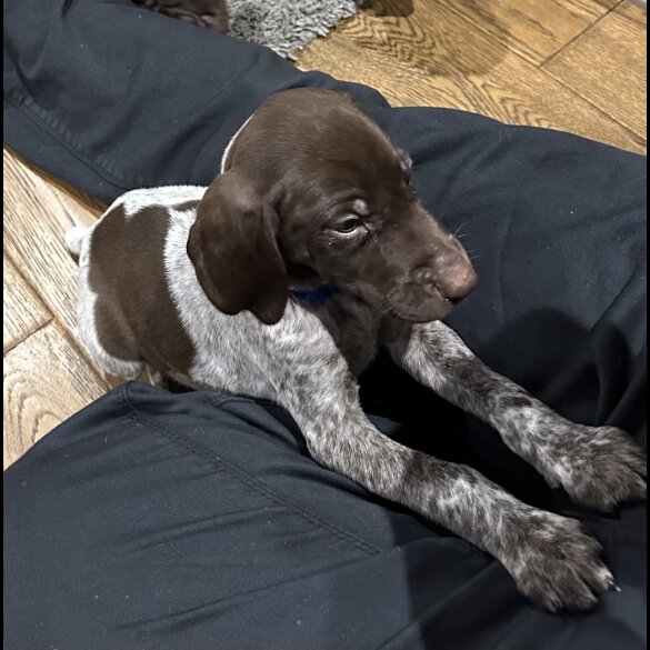 German Pointer