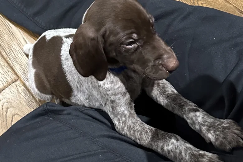German Pointer