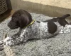 German Pointer