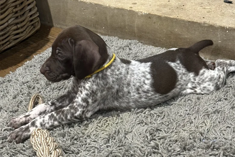 German Pointer