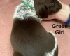 German Pointer