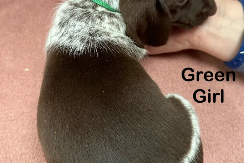 German Pointer