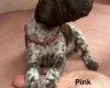 German Pointer