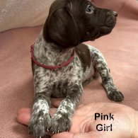 German Pointer