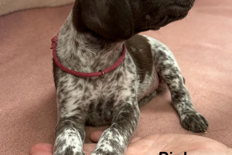 German Pointer