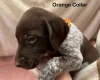 German Pointer