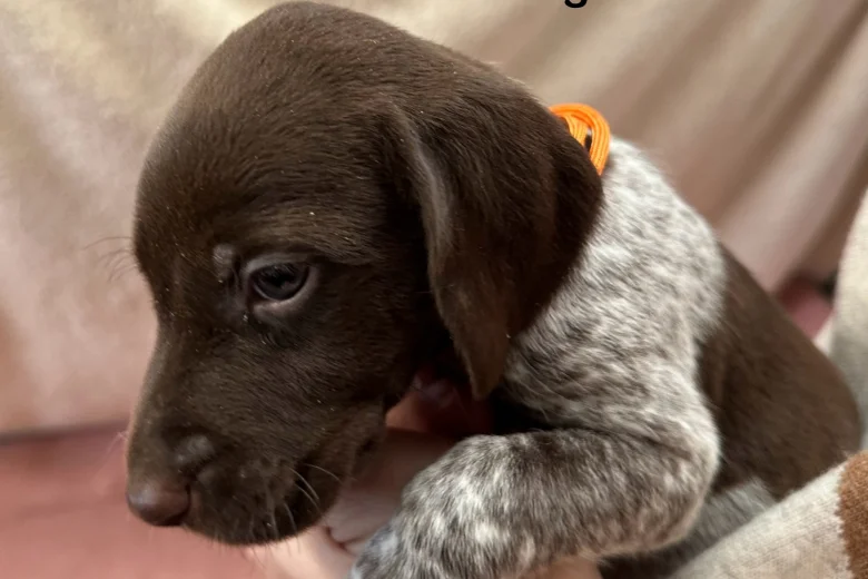 German Pointer