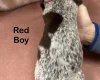 German Pointer