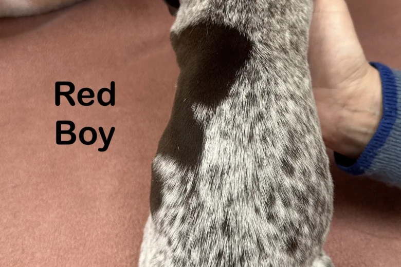 German Pointer
