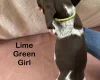 German Pointer