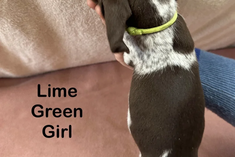 German Pointer