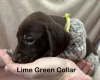German Pointer