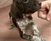 German Pointer