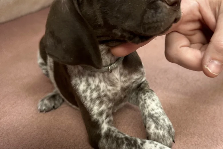 German Pointer