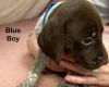 German Pointer