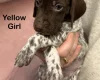 German Pointer