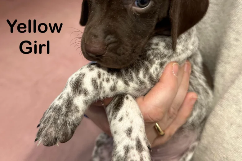 German Pointer