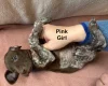 German Pointer