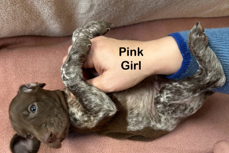 German Pointer